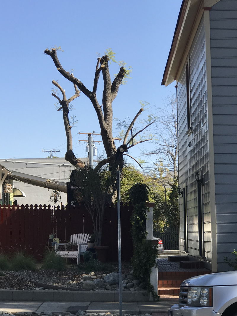 Halloween (1978) Filming Locations - Rear Of Michael Myers House (newer photo)